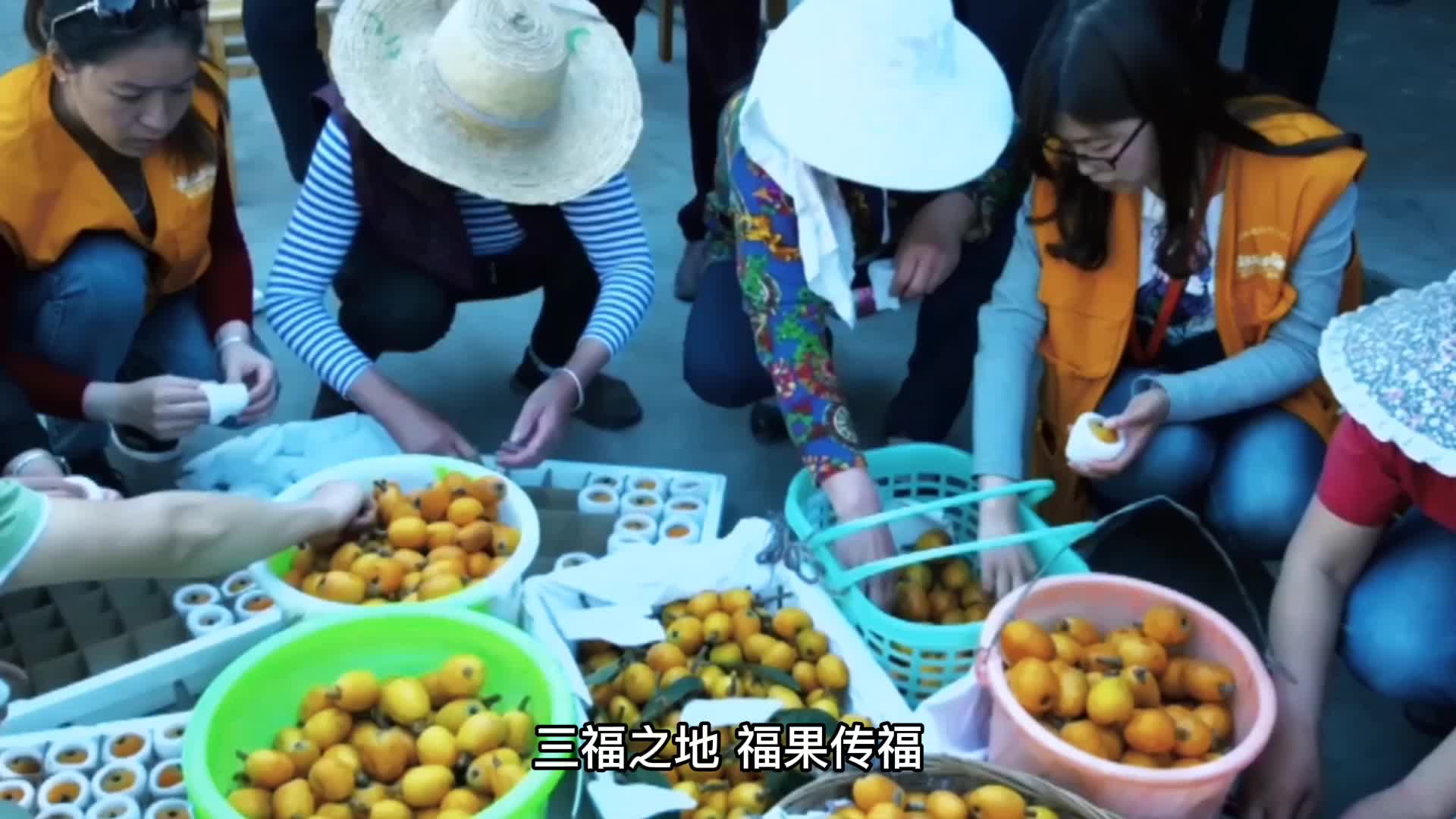 福清市一都镇：“枇杷果”变身乡村振兴“黄金果”_央广网