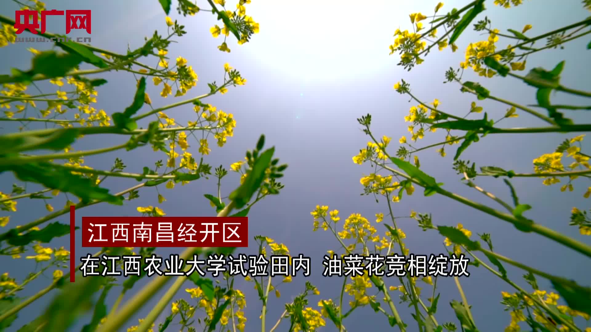 萧丹丹)近日,江西农业大学付东辉教授和他的团队培育的油菜花陆续绽放