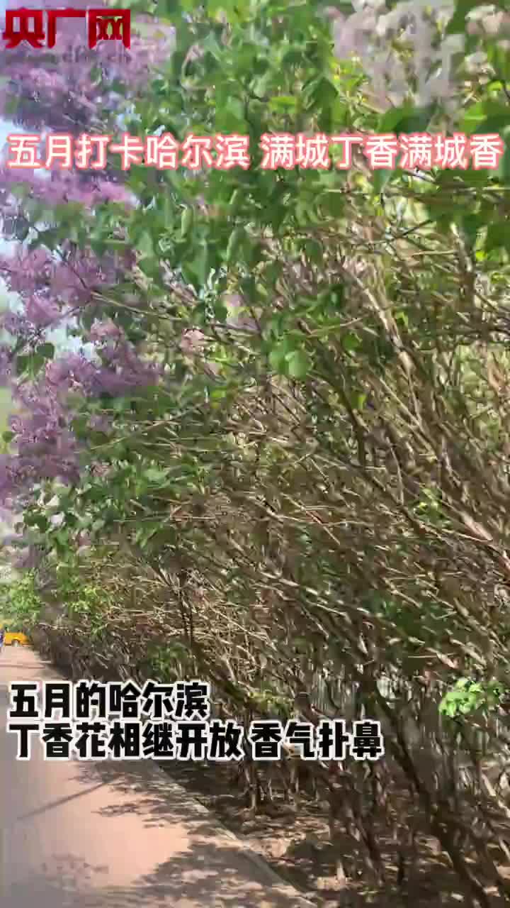 5月打卡哈尔滨满城丁香满城香 央广网