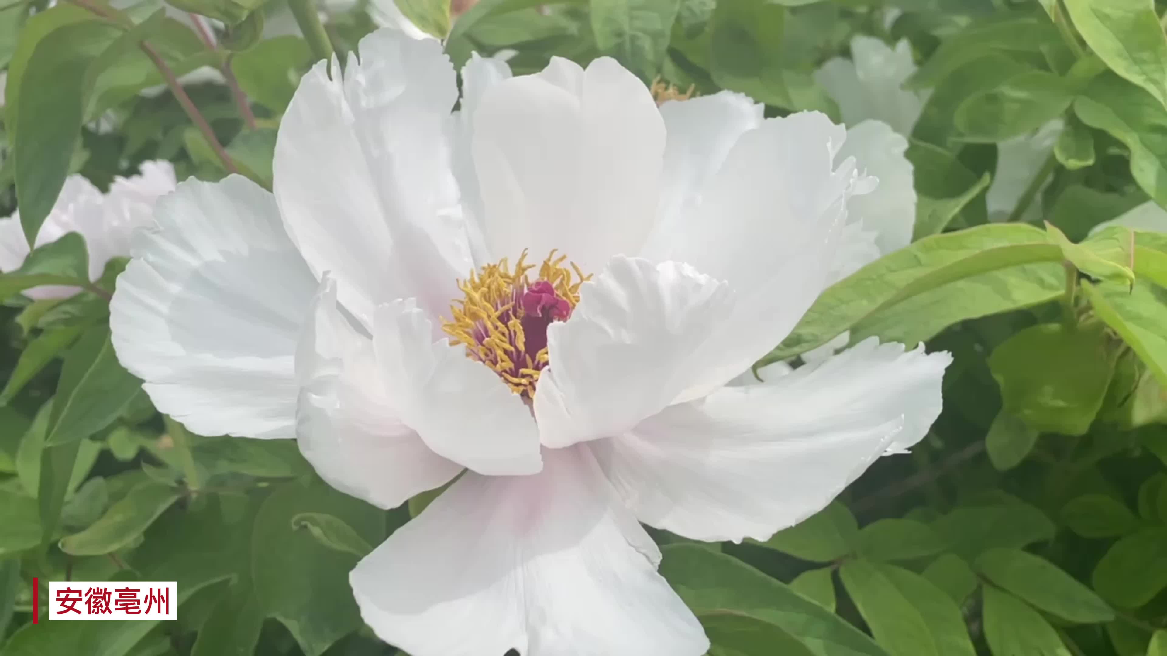 云赏牡丹丨国色天香！亳州牡丹花开富贵惹人醉_央广网